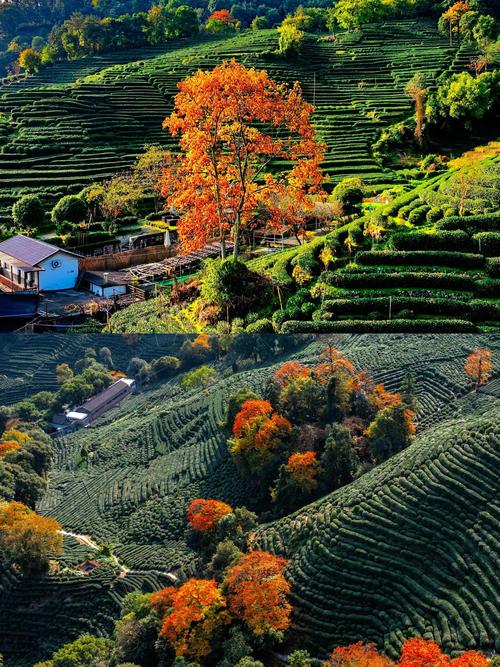 龙井哪里旅游景点好玩一点